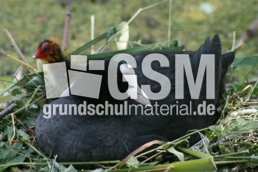 Blässhuhn-4 041.jpg